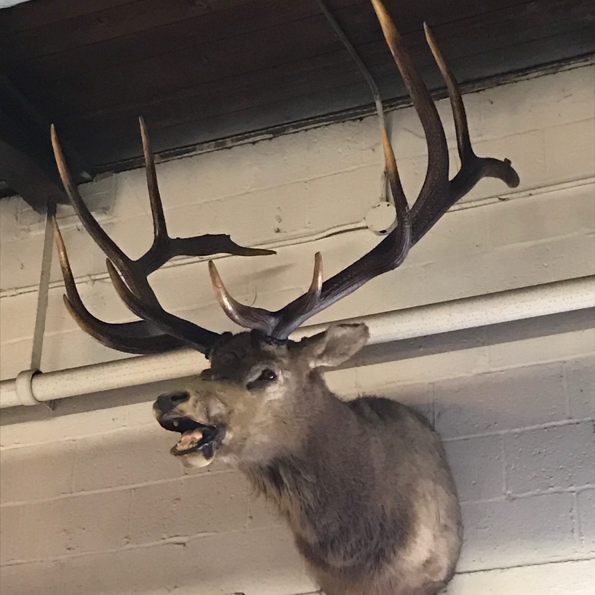 Animal Mounts Archives Aardvark